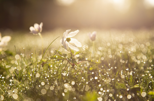 morning dew