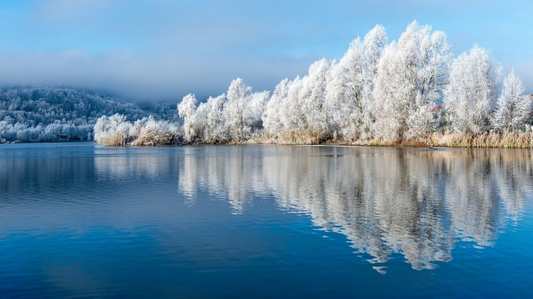 lac forest