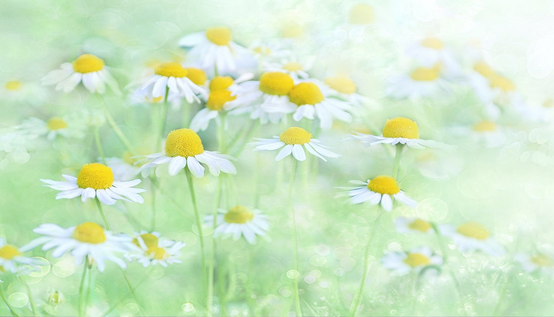 Cultivating Balance in Body, Mind, and Spirit