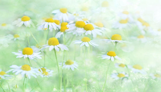 Cultivating Balance in Body, Mind, and Spirit