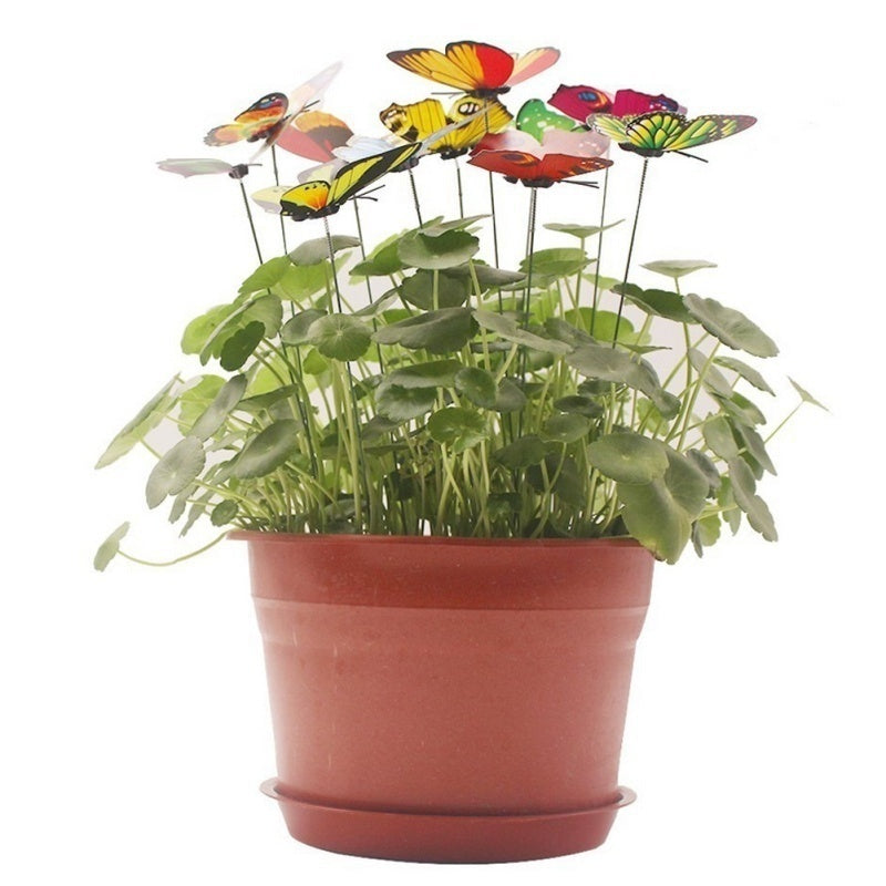 Garden Butterflies - Lifestyle Bravo